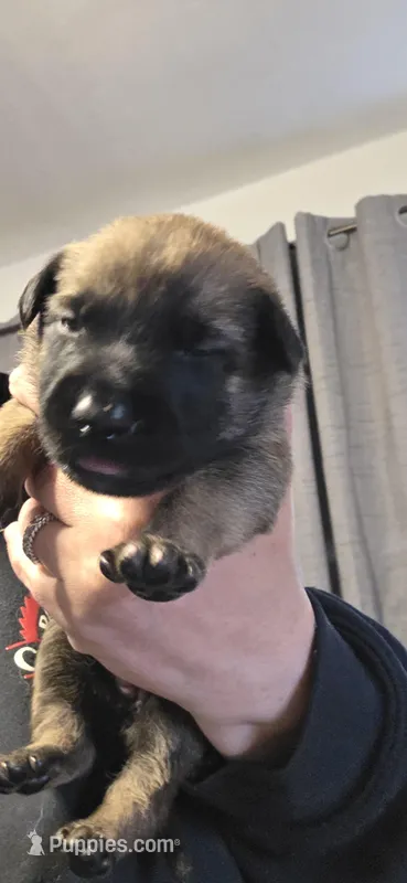 Red Collar – Belgian Malinois puppy for sale in Oshkosh, WI