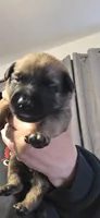 Red Collar, a female Belgian Malinois for sale in Oshkosh, WI – 1 of 3