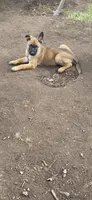 Red Collar, a female Belgian Malinois for sale in Oshkosh, WI – 3 of 9