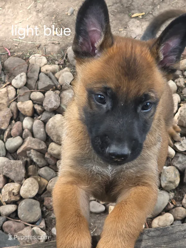 Light blue collar – Belgian Malinois puppy for sale in Oshkosh, WI