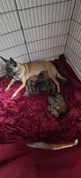Forest Green Collar , a male Belgian Malinois for sale in Oshkosh, WI – 7 of 10