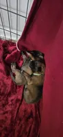 Forest Green Collar , a male Belgian Malinois for sale in Oshkosh, WI – 4 of 10