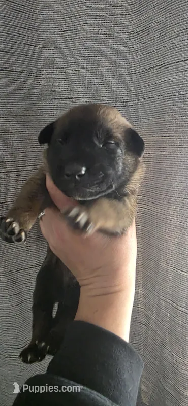 Forest Green Collar  – Belgian Malinois puppy for sale in Oshkosh, WI