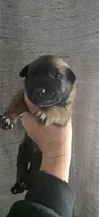 Forest Green Collar , a male Belgian Malinois for sale in Oshkosh, WI – 1 of 10