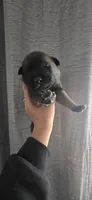 Forest Green Collar , a male Belgian Malinois for sale in Oshkosh, WI – 6 of 10