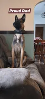 Forest Green Collar , a male Belgian Malinois for sale in Oshkosh, WI – 10 of 10
