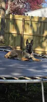 Forest Green Collar , a male Belgian Malinois for sale in Oshkosh, WI – 8 of 10