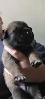 Forest Green Collar , a male Belgian Malinois for sale in Oshkosh, WI – 9 of 10