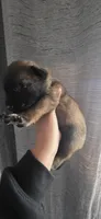Forest Green Collar , a male Belgian Malinois for sale in Oshkosh, WI – 3 of 10