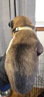 Yellow collar , a male Belgian Malinois for sale in Oshkosh, WI – 3 of 3