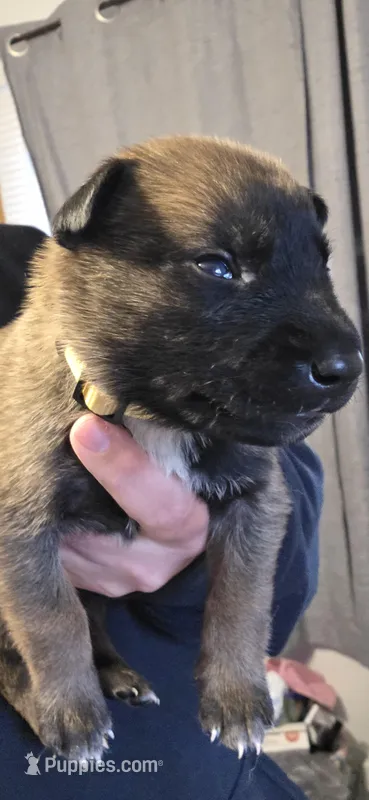 Yellow collar  – Belgian Malinois puppy for sale in Oshkosh, WI