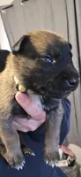 Yellow collar , a male Belgian Malinois for sale in Oshkosh, WI – 1 of 3