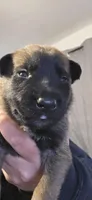 Yellow collar , a male Belgian Malinois for sale in Oshkosh, WI – 2 of 3