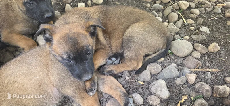 Yellow collar  – Belgian Malinois puppy for sale in Oshkosh, WI