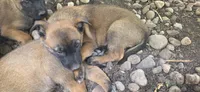 Yellow collar, a male Belgian Malinois for sale in Oshkosh, WI – 5 of 10