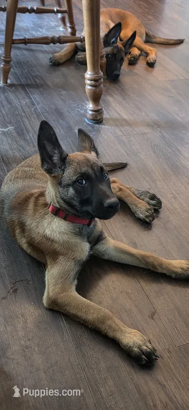 RedBull – Belgian Malinois puppy for sale in Oshkosh, WI