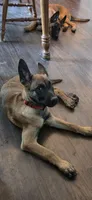 RedBull, a female Belgian Malinois for sale in Oshkosh, WI – 1 of 10