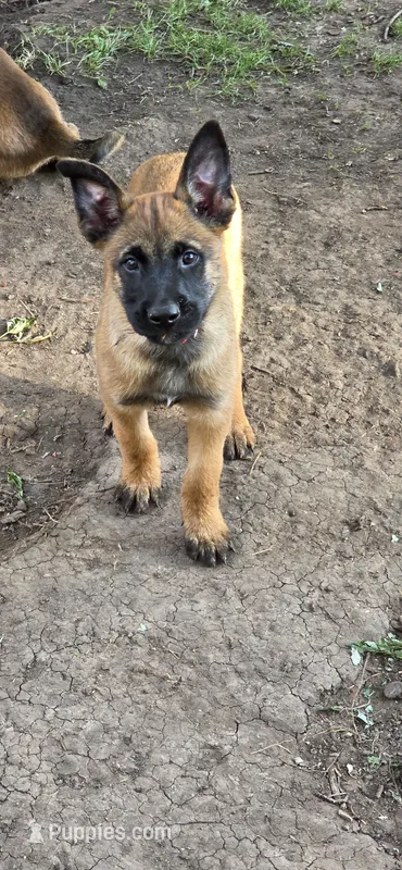 Red Collar – Belgian Malinois puppy for sale in Oshkosh, WI