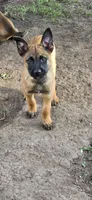 Red Collar, a female Belgian Malinois for sale in Oshkosh, WI – 1 of 9