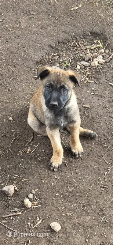 Dark Blue Collar  – Belgian Malinois puppy for sale in Oshkosh, WI