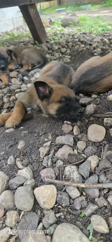 Grey collar – Belgian Malinois puppy for sale in Oshkosh, WI