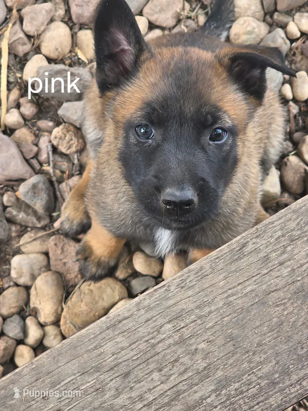 Pink Collar – Belgian Malinois puppy for sale in Oshkosh, WI