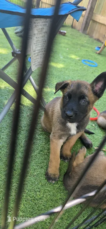 Red Collar – Belgian Malinois puppy for sale in Oshkosh, WI