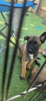 Red Collar, a female Belgian Malinois for sale in Oshkosh, WI – 4 of 9