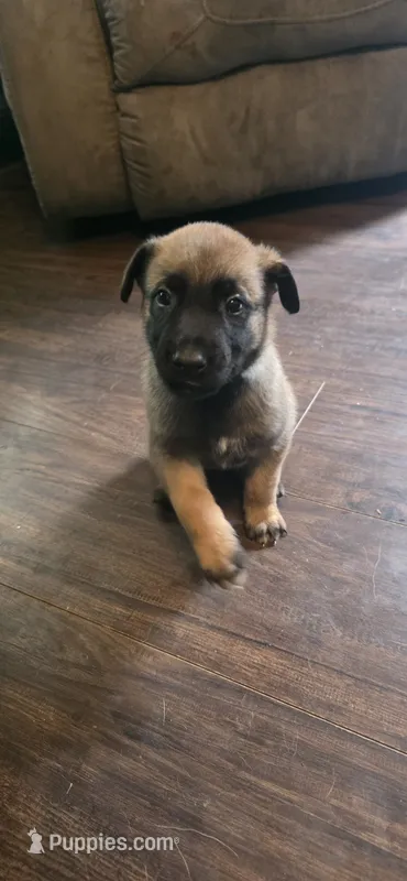 Dark Blue Collar  – Belgian Malinois puppy for sale in Oshkosh, WI
