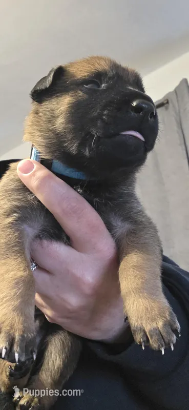 Light blue collar – Belgian Malinois puppy for sale in Oshkosh, WI