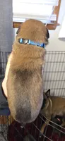 Light blue collar, a male Belgian Malinois for sale in Oshkosh, WI – 3 of 3