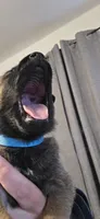 Light blue collar, a male Belgian Malinois for sale in Oshkosh, WI – 2 of 3