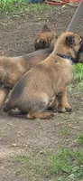 Dark Blue Collar, a male Belgian Malinois for sale in Oshkosh, WI – 6 of 10