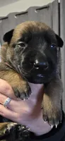 White Collar , a female Belgian Malinois for sale in Oshkosh, WI – 2 of 3