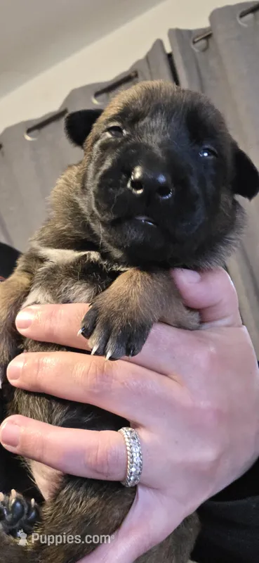 White Collar , a female Belgian Malinois for sale in Oshkosh, WI – 1 of 3
