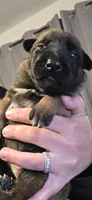 White Collar , a female Belgian Malinois for sale in Oshkosh, WI – 1 of 3
