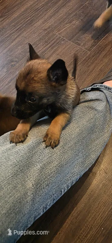 Purple Collar (runt) – Belgian Malinois puppy for sale in Oshkosh, WI