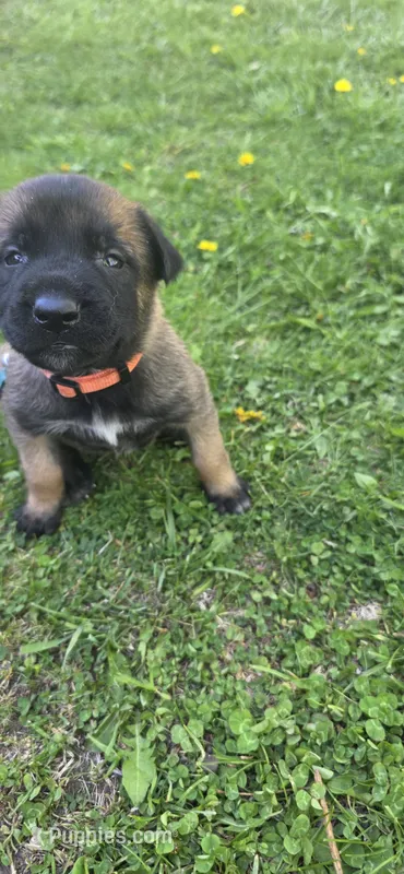 Orange collar – Belgian Malinois puppy for sale in Oshkosh, WI