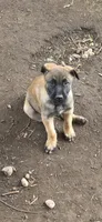 Dark Blue Collar, a male Belgian Malinois for sale in Oshkosh, WI – 3 of 10