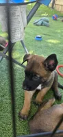 Red Collar, a female Belgian Malinois for sale in Oshkosh, WI – 5 of 9