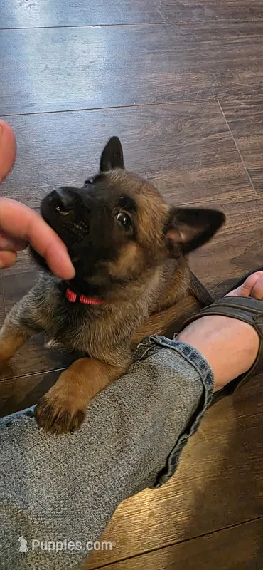 Red Collar – Belgian Malinois puppy for sale in Oshkosh, WI