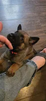 Red Collar, a female Belgian Malinois for sale in Oshkosh, WI – 6 of 9