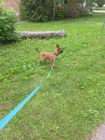 Stitch, a male Belgian Malinois for sale in Oshkosh, WI – 2 of 2