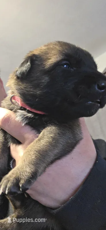 Pink Collar – Belgian Malinois puppy for sale in Oshkosh, WI