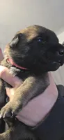 Pink Collar, a female Belgian Malinois for sale in Oshkosh, WI – 1 of 4