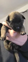 Pink Collar, a female Belgian Malinois for sale in Oshkosh, WI – 3 of 4