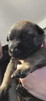 Pink Collar, a female Belgian Malinois for sale in Oshkosh, WI – 2 of 4