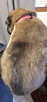 Pink Collar, a female Belgian Malinois for sale in Oshkosh, WI – 4 of 4