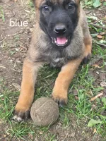 Dark Blue Collar, a male Belgian Malinois for sale in Oshkosh, WI – 5 of 10