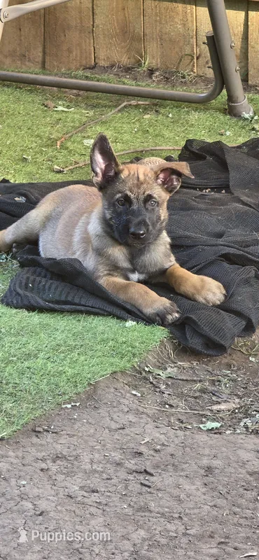 Dark Blue Collar – Belgian Malinois puppy for sale in Oshkosh, WI